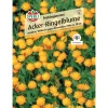 Acker-Ringelblume 'Frühlingssonne'