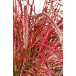 Afrikanisches Lampenputzergras 'Fireworks' 14 cm Topf