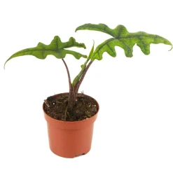 Alocasia 'Jacklyn' 9 cm Topf