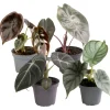 Alocasia Mini-Mix 6 cm Topf, 4er-Set