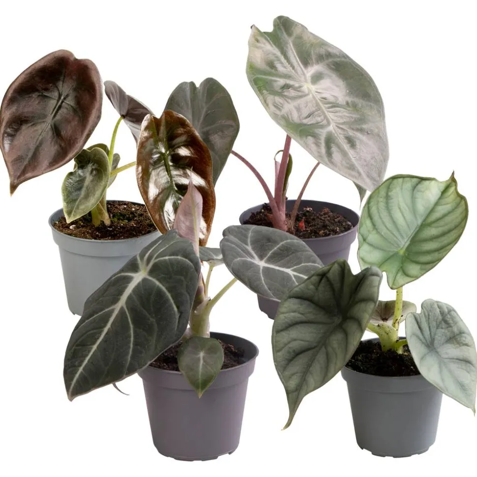 Alocasia Mini-Mix 6 cm Topf, 4er-Set