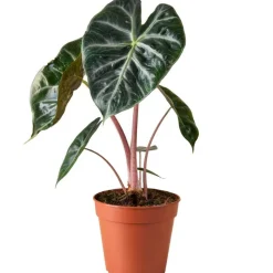 Alocasia 'Pink Dragon' 12 cm Topf