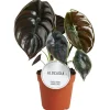 Alocasia 'Red Secret' 12 cm Topf