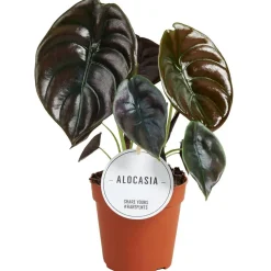 Alocasia 'Red Secret' 12 cm Topf