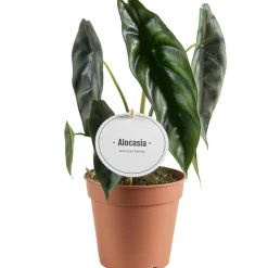 Alocasia 'Venusta' 12 cm Topf