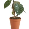 Alocasia 'Yucatan Princess' 12 cm Topf