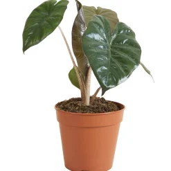 Alocasia 'Yucatan Princess' 12 cm Topf