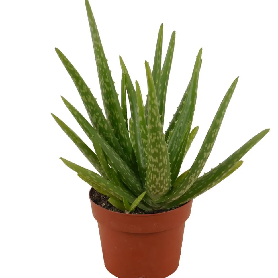 Aloe vera 12 cm Topf