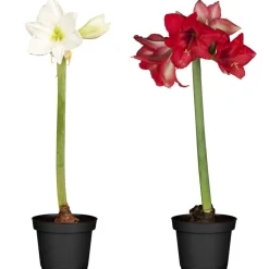 Amaryllis Farbmix weiß-rot 12 cm Topf, 2er-Set