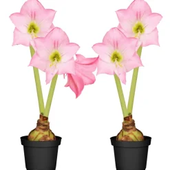 Amaryllis mit 2 Trieben rosa 12 cm Topf, 2er-Set