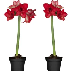 Amaryllis rot 12 cm Topf, 2er-Set