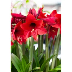 Amaryllis rot 12 cm Topf, 2er-Set