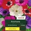 Anemone 'De Caen Mischung', 15 Stück, mehrfarbig