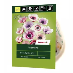 Anemone weiß-rot 20 Stück