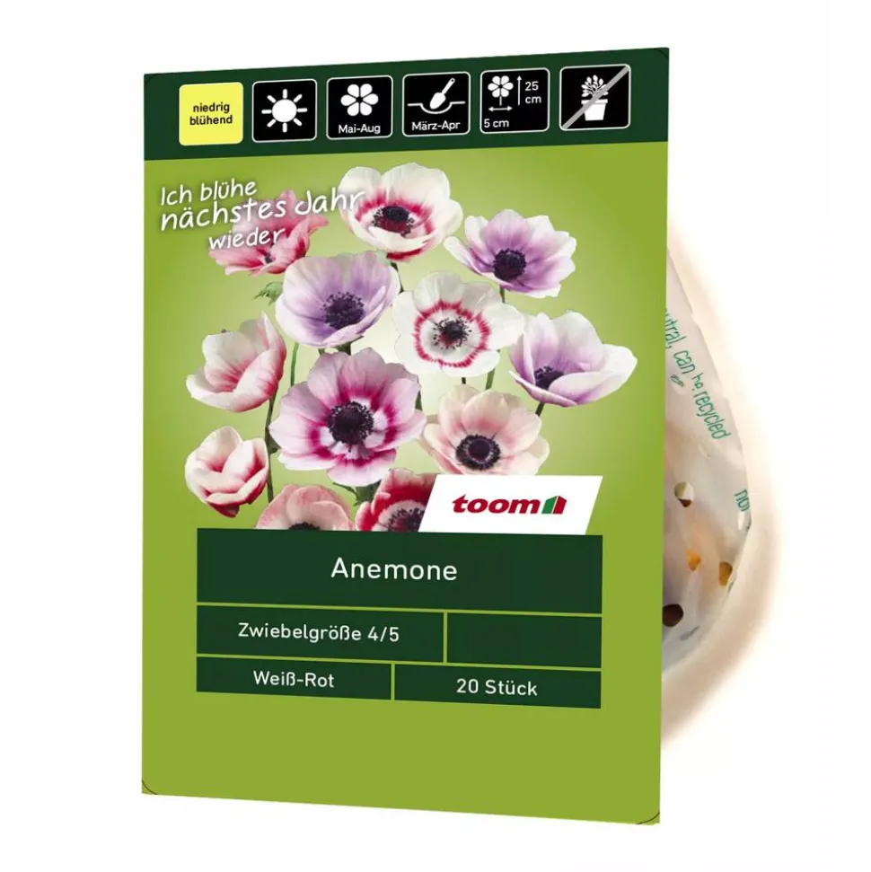 Anemone weiß-rot 20 Stück