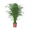 Areca 24 cm im Topf