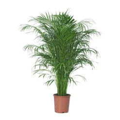 Areca 24 cm im Topf