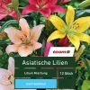Asiatische Lilien 'Lilium Mischung', 12 Stück, mehrfarbig