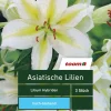 Asiatische Lilien 'Lilium Hybriden', 3 Stück, weiß-gelb