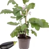 Aubergine mit Frucht 14 cm Topf