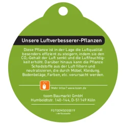 Bambino-Geigenfeige 12 cm Topf
