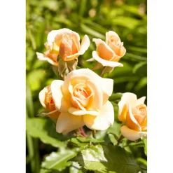 Beet- und Edelrosen verschiedene Sorten 19 cm Topf