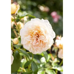 Beet- und Edelrosen verschiedene Sorten 19 cm Topf