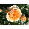Beetrosen 'Chippendale Gold', 21 cm Topf dreigestäbt