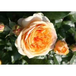 Beetrosen 'Chippendale Gold', 21 cm Topf dreigestäbt