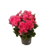 Begonie rosa, 13 cm Topf