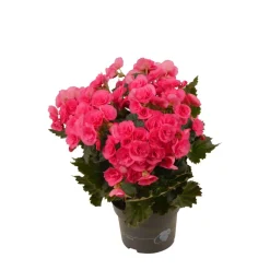Begonie rosa, 13 cm Topf
