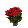 Begonie rot, 13 cm Topf