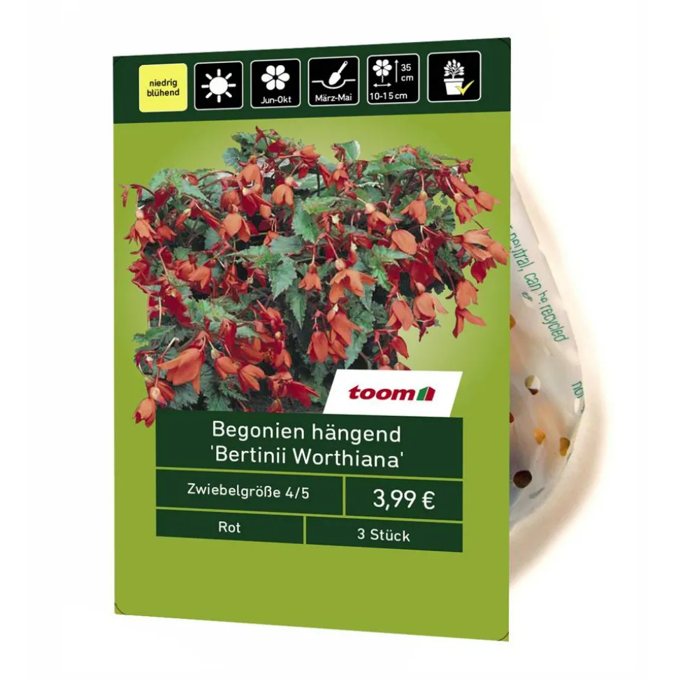 Begonien hängend 'Bertinii Worthiana' 3 Stück