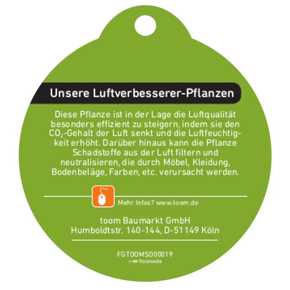 Bergpalme 12 cm Topf