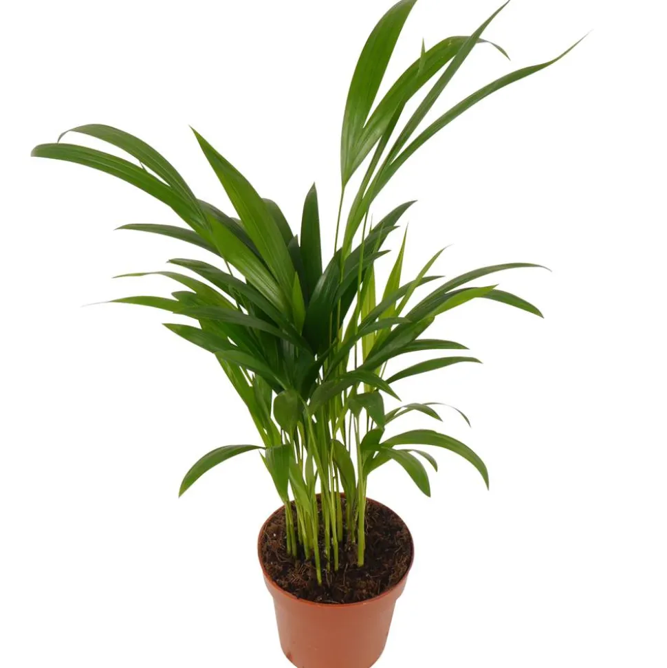 Bergpalme 12 cm Topf