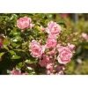 Bio Bodendeckerrosen 2 Stecklinge veschiedene Farben 13 cm Topf