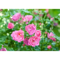 Bio Bodendeckerrosen 2 Stecklinge veschiedene Farben 13 cm Topf