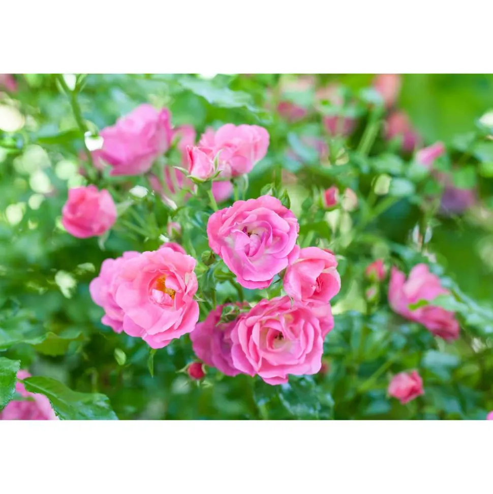 Bio Bodendeckerrosen 2 Stecklinge veschiedene Farben 13 cm Topf