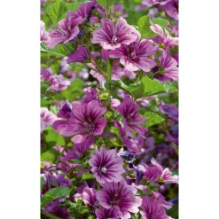 Bio Gartenmalve 'Zebrina', 9 cm Topf