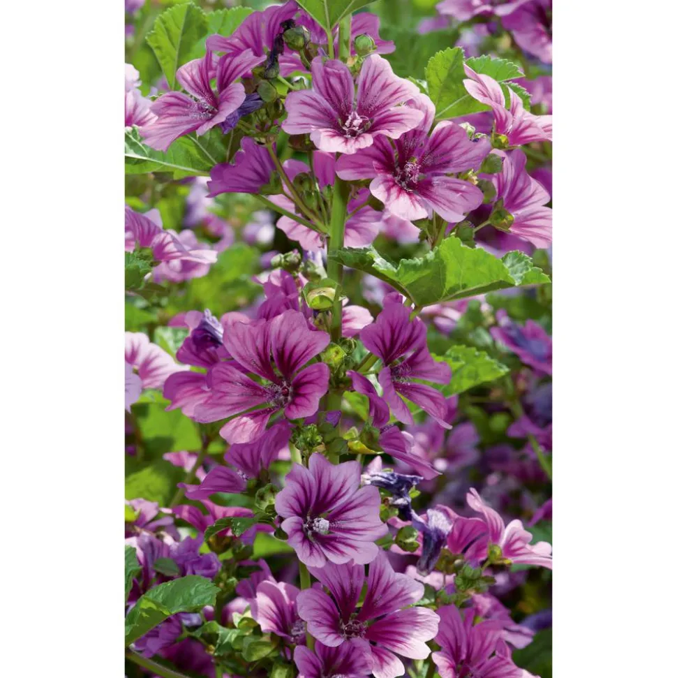 Bio Gartenmalve 'Zebrina', 9 cm Topf