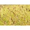 Bio Gräser-Set 'Bodendecker' 12 Pflanzen für 2,5 m²