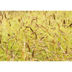 Bio Gräser-Set 'Bodendecker' 12 Pflanzen für 2,5 m²