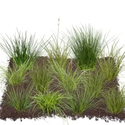 Bio Gräser-Set 'Bodendecker' 12 Pflanzen für 2,5 m²