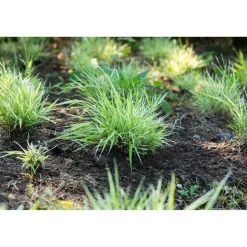 Bio Gräser-Set 'Bodendecker' 12 Pflanzen für 2,5 m²