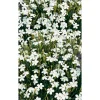 Bio Heidenelke 'Albus', 9 cm Topf, 3er-Set