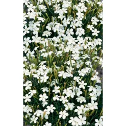 Bio Heidenelke 'Albus', 9 cm Topf, 3er-Set