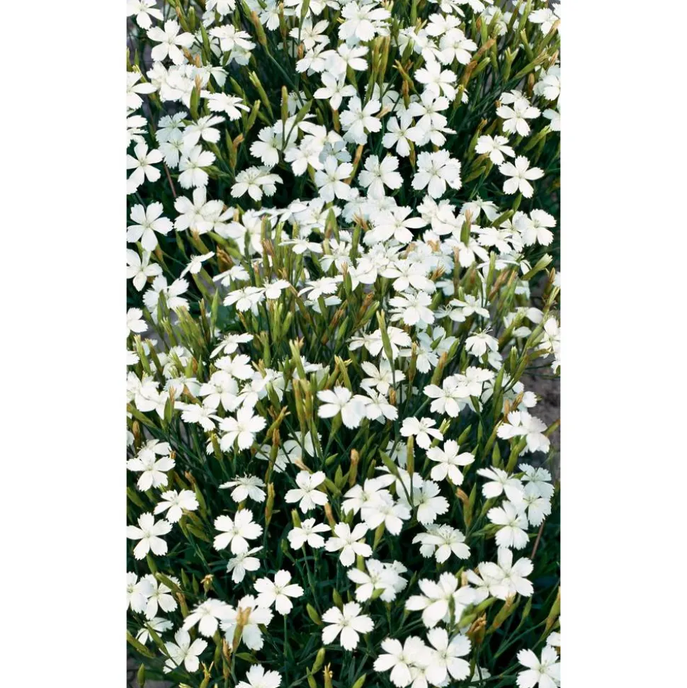 Bio Heidenelke 'Albus', 9 cm Topf, 3er-Set