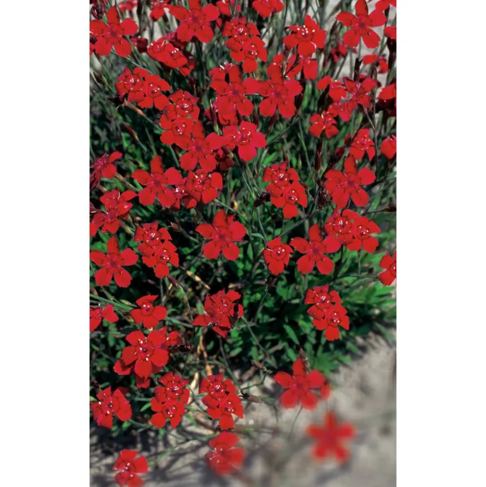 Bio Heidenelke 'Leuchtfunk', 9 cm Topf, 3er-Set