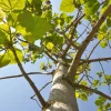 Bio Kiribaum 'Nordmax21'® 15 cm Topf