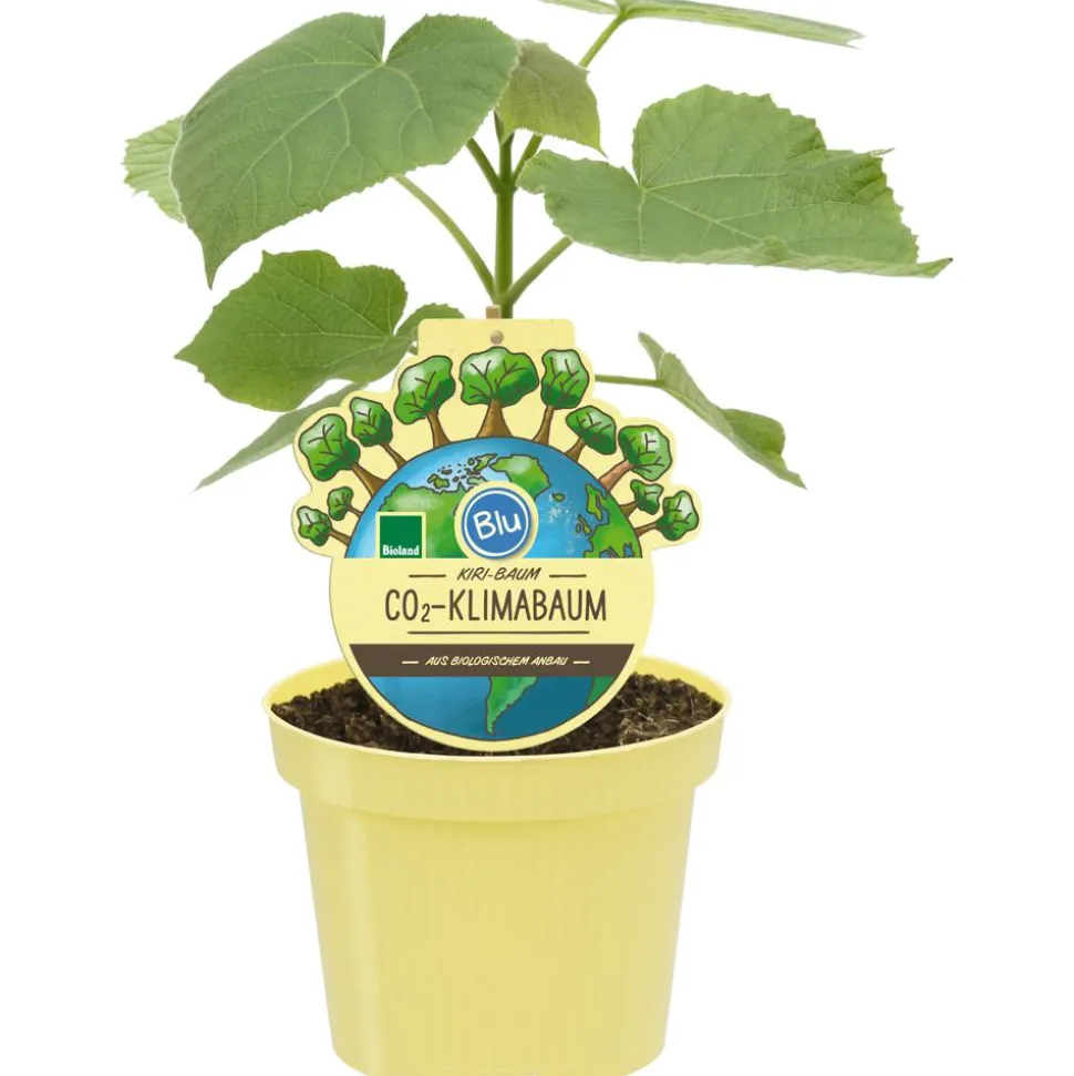 Bio Kiribaum 'Nordmax21'® 15 cm Topf